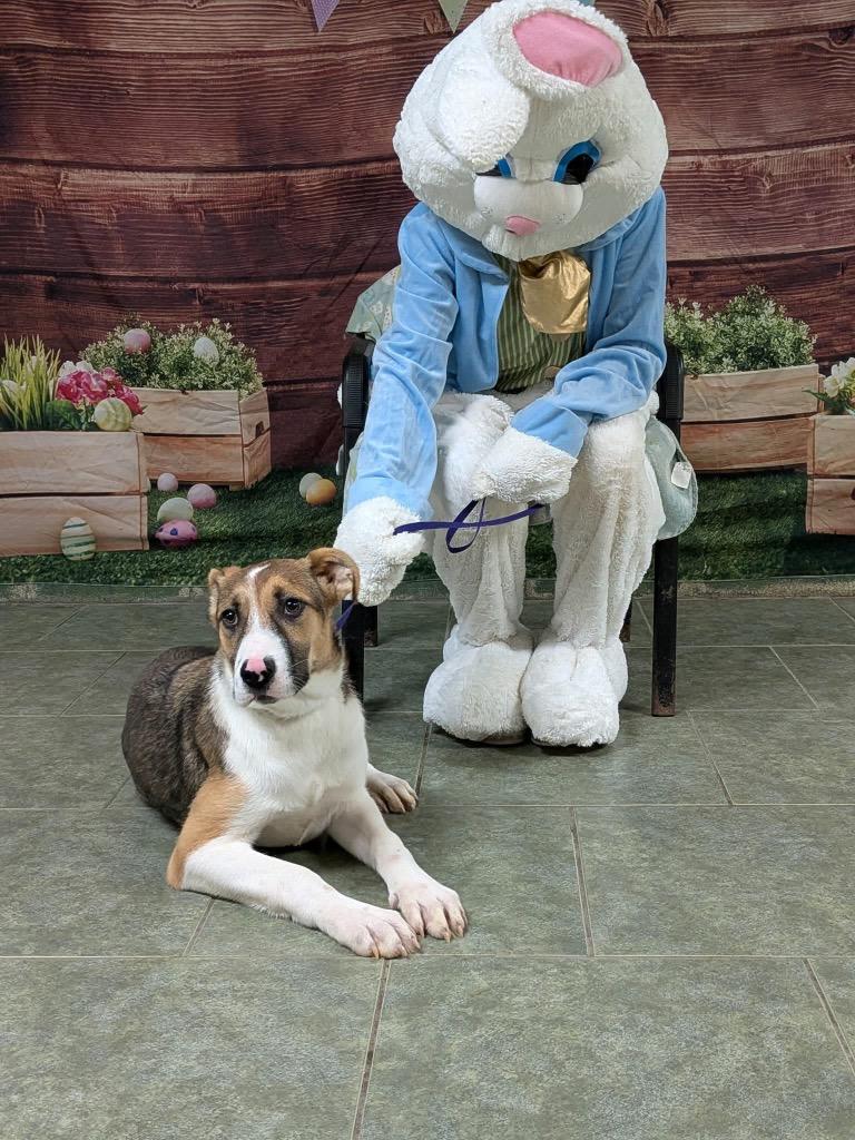 Cuddles, Adoptable, Puppy Female Hound.