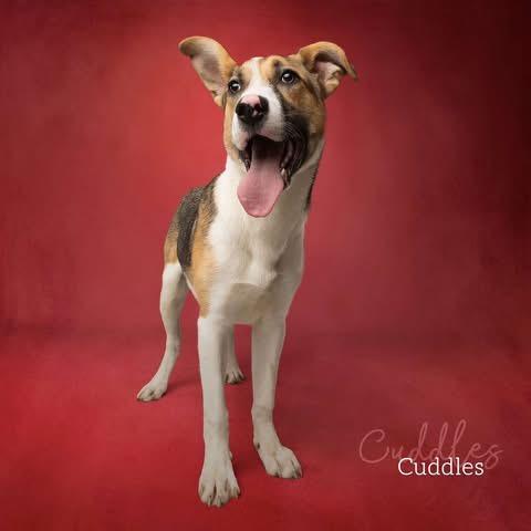 Cuddles, a Adoptable Hound in Ada, OK image 2/6