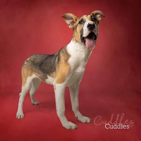 Cuddles, a Adoptable Hound in Ada, OK image 3/6