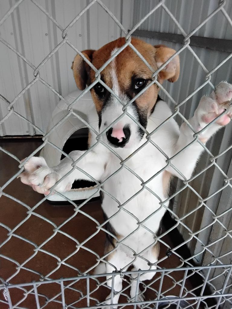 Enlarge Cuddles, a Adoptable Hound in Ada, OK image 1/3