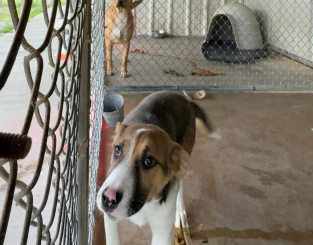 Enlarge Cuddles, a Adoptable Hound in Ada, OK image 2/3