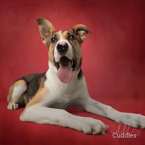 Enlarge Cuddles, a Adoptable Hound in Ada, OK image 4/6