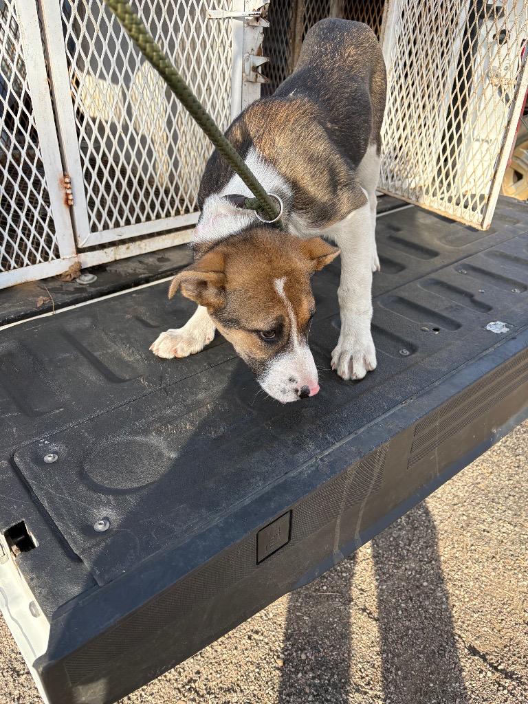 Enlarge Cuddles, a Adoptable Hound in Ada, OK image 3/3