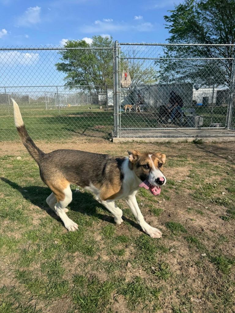 Enlarge Cuddles, a Adoptable Hound in Ada, OK image 5/5