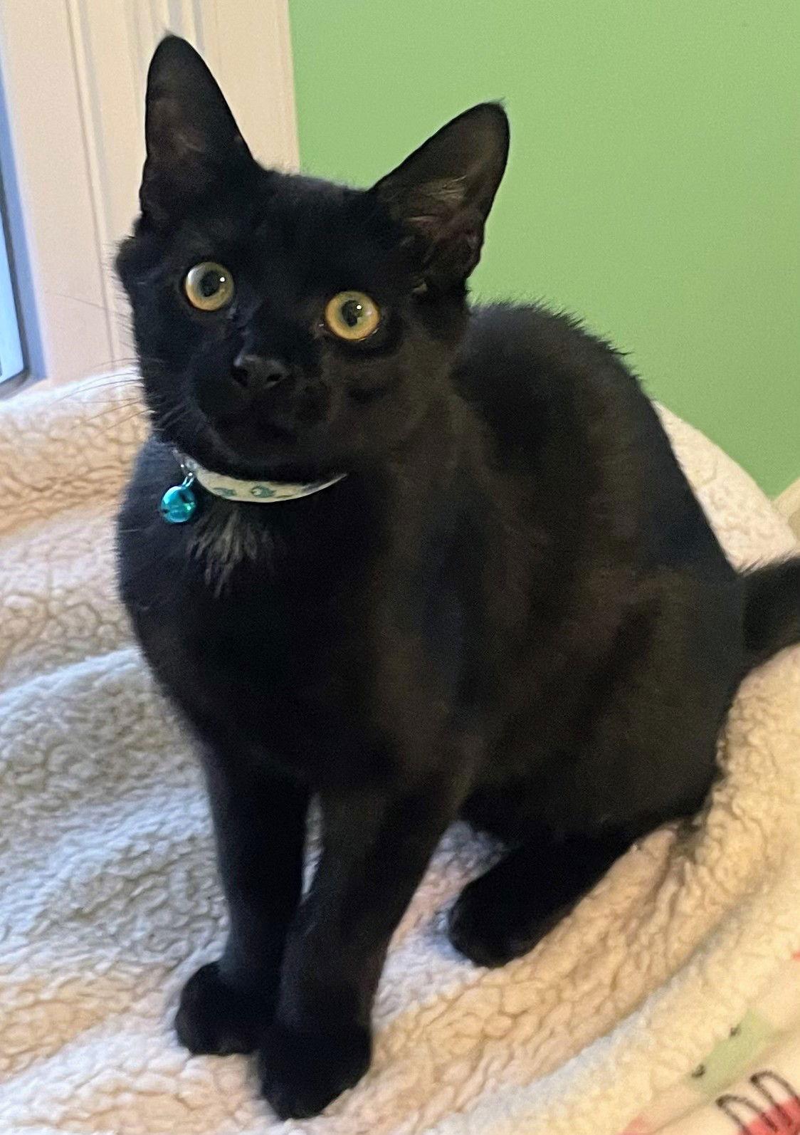 Ahab Kitten, a Adoptable Domestic Short Hair in Allentown, PA image 1/3