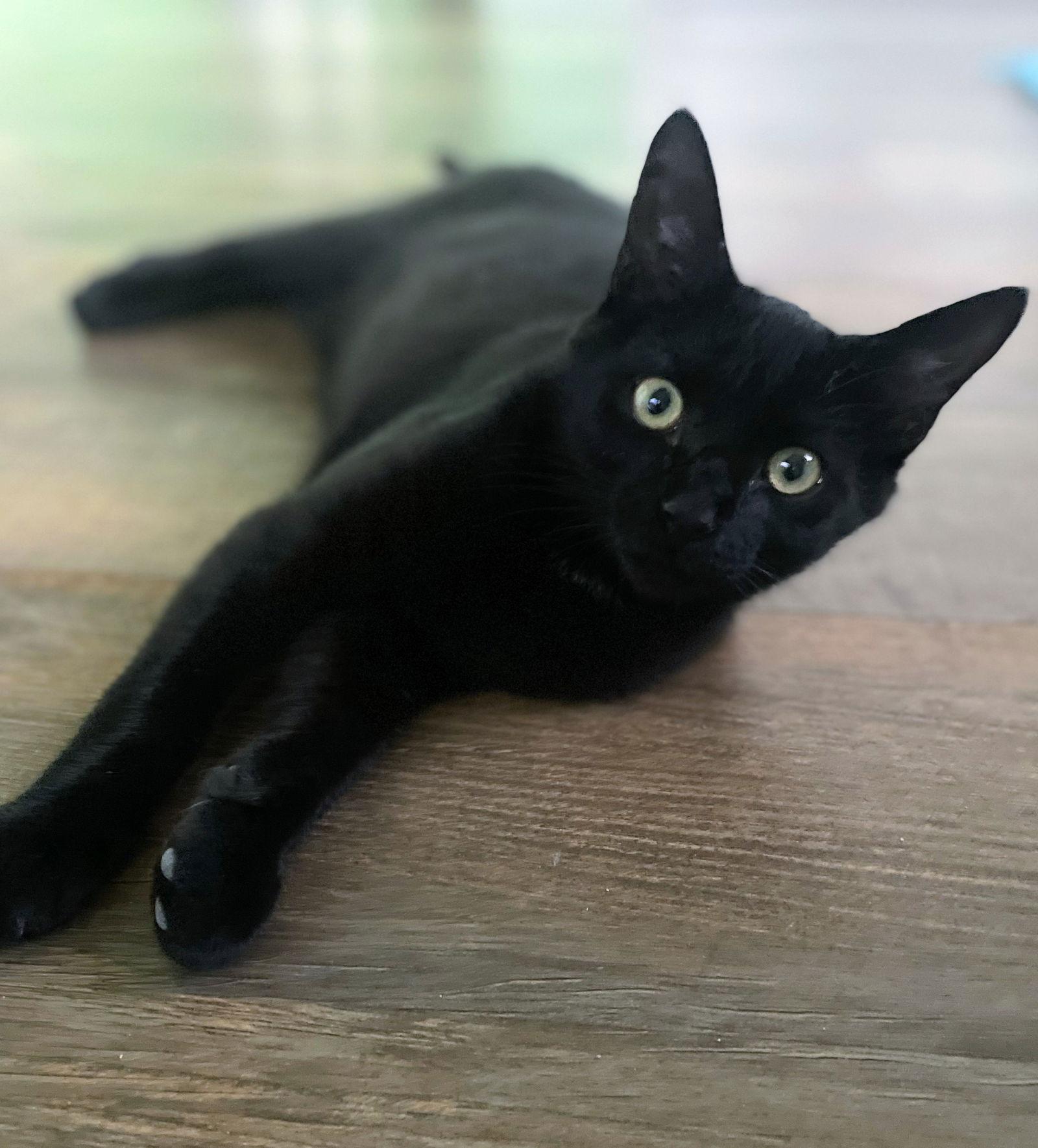 Ahab Kitten, a Adoptable Domestic Short Hair in Allentown, PA image 2/3