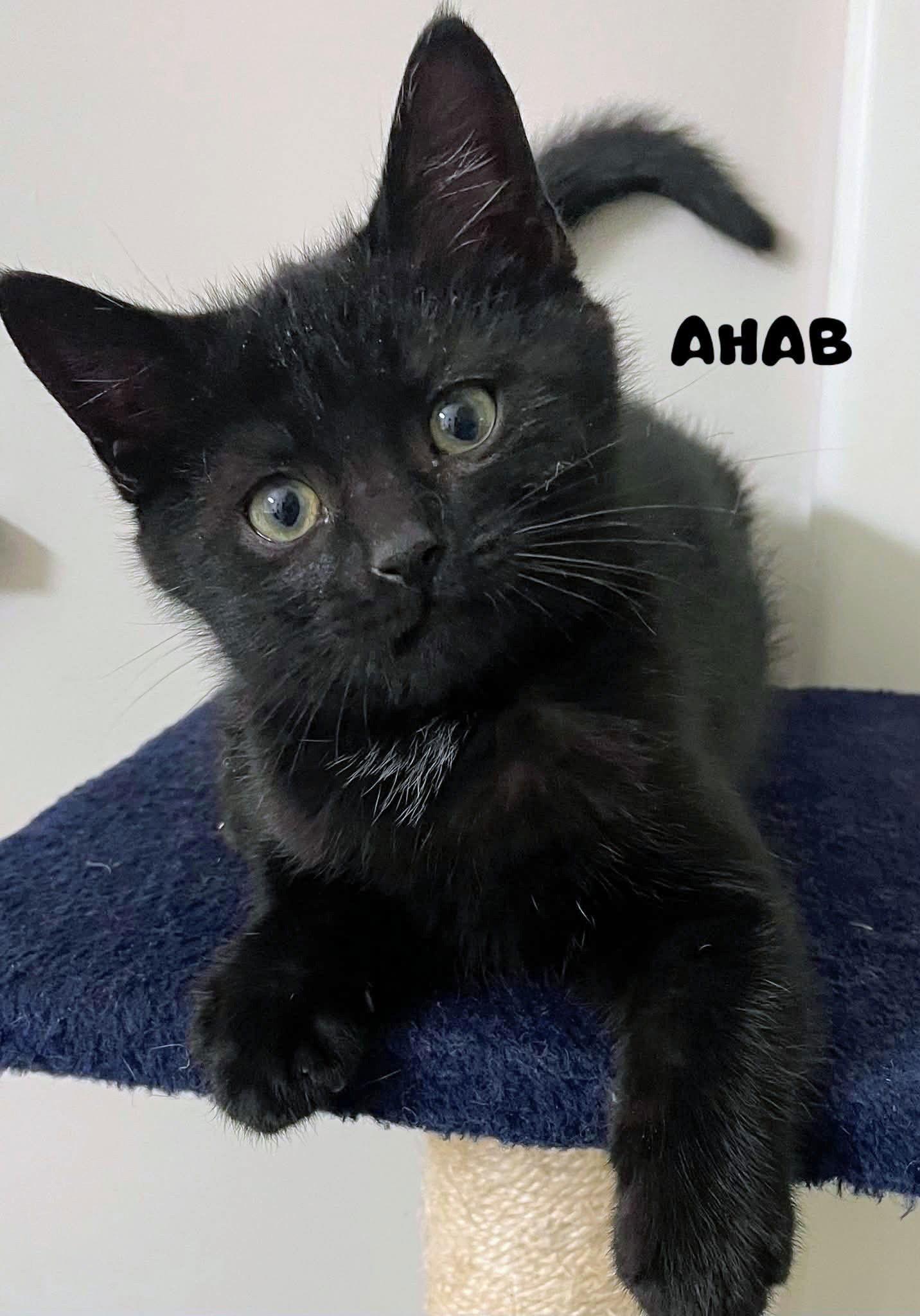 Ahab Kitten, a Adoptable Domestic Short Hair in Allentown, PA image 3/3