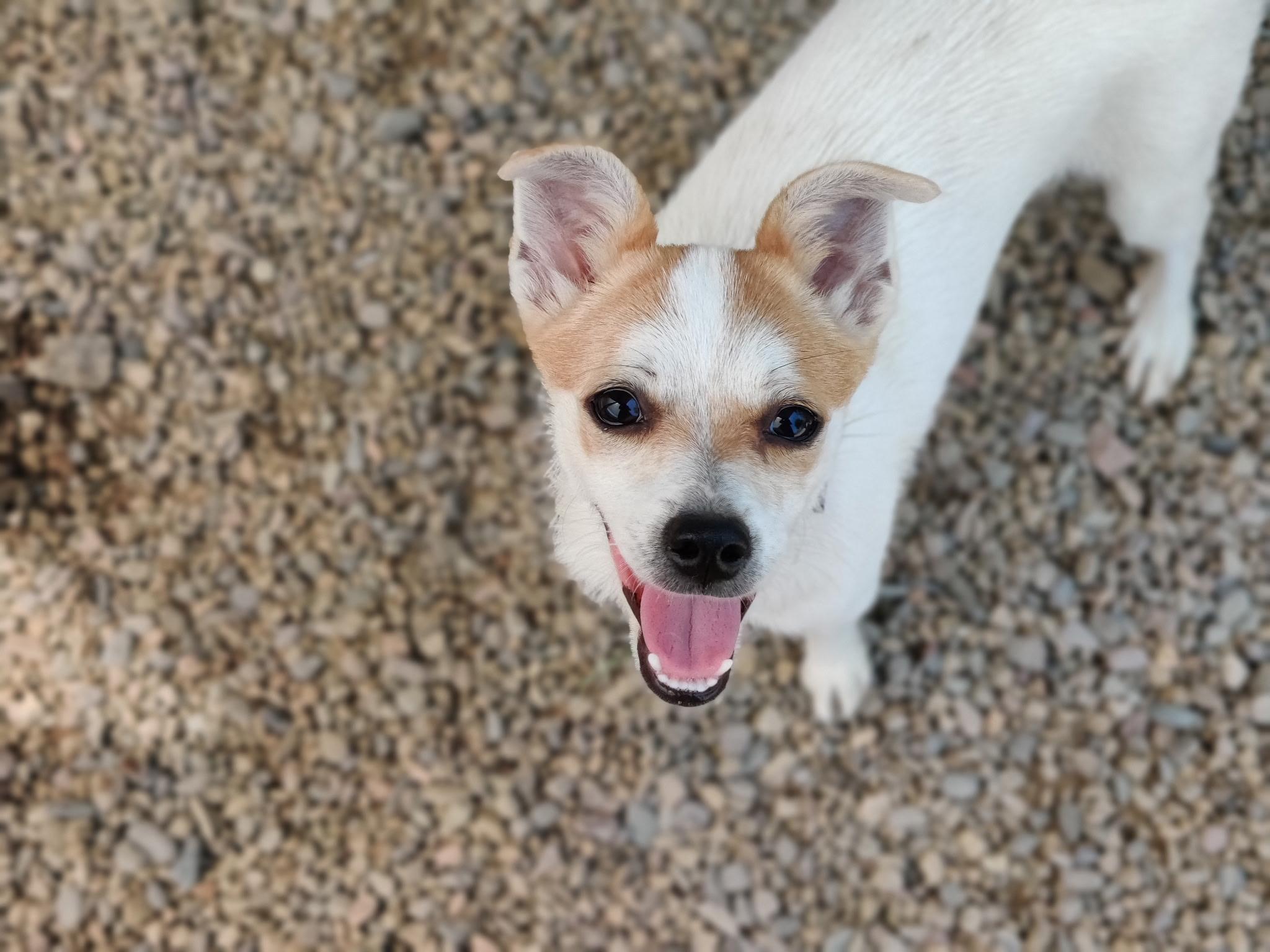 Meet LILY brother of Willy LILY and her brother WILLY came to us through our c