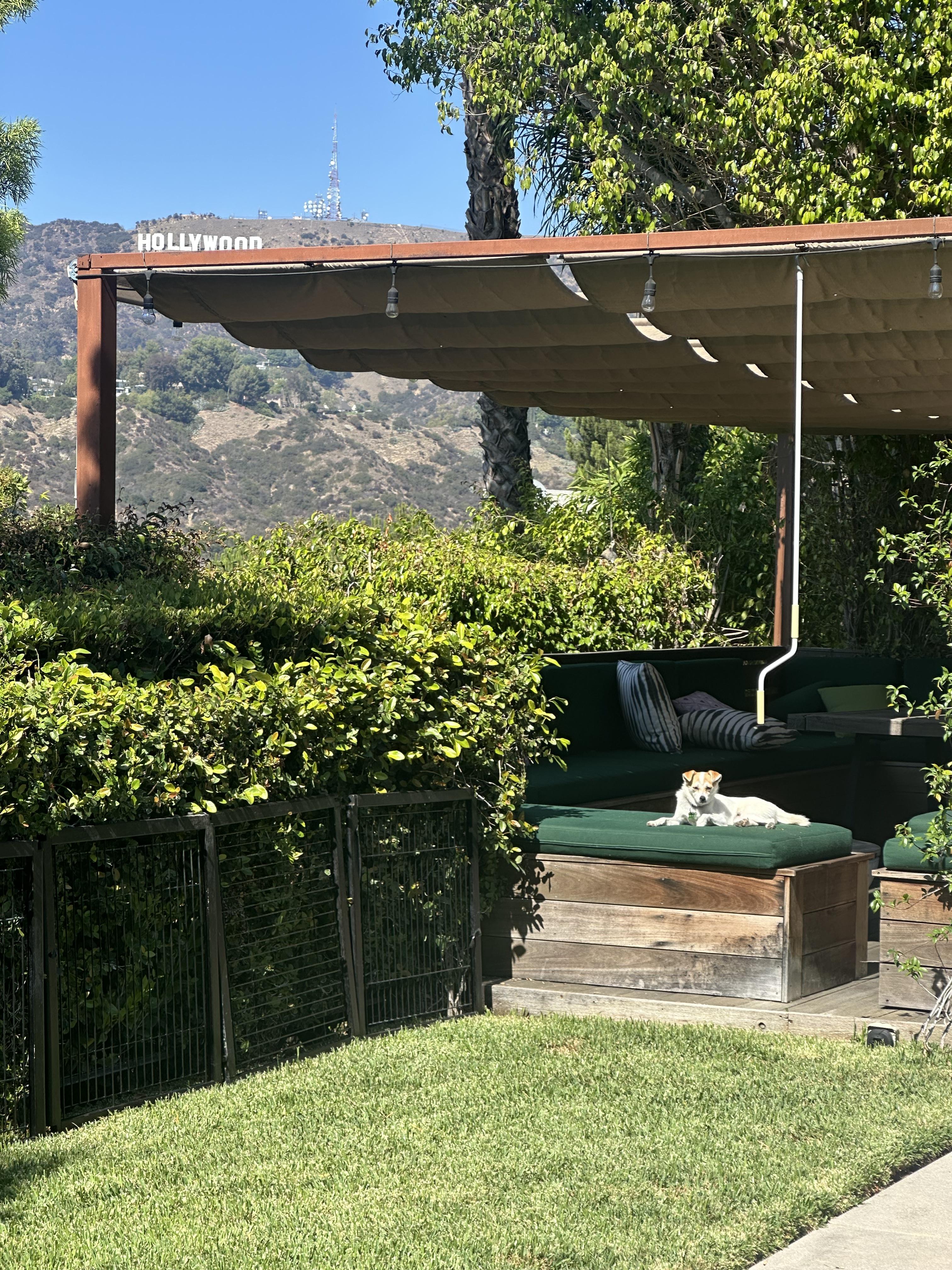 LILY, a Adoptable mixed breed in Pasadena, CA image 3/6