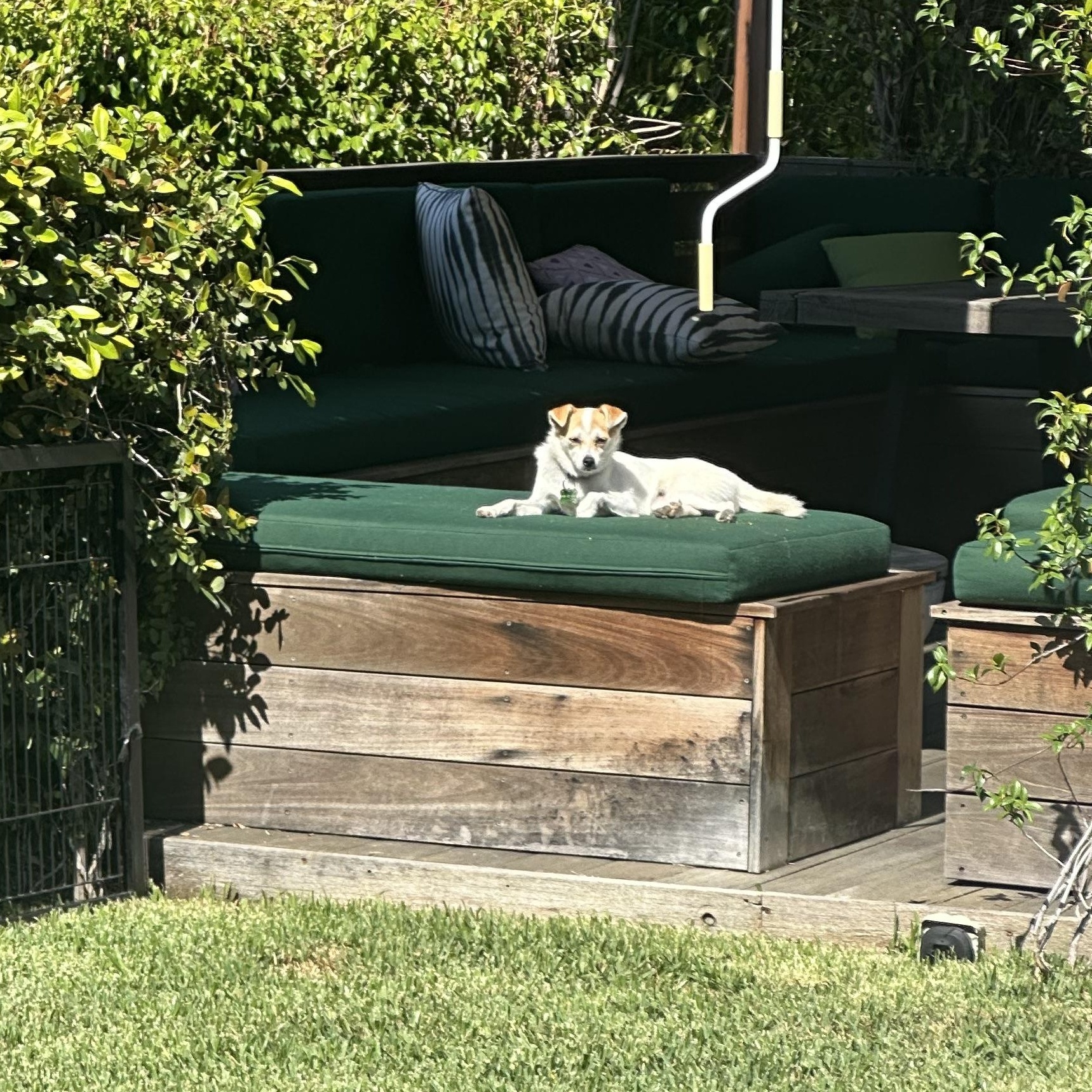 Enlarge LILY, a Adoptable mixed breed in Pasadena, CA image 3/6