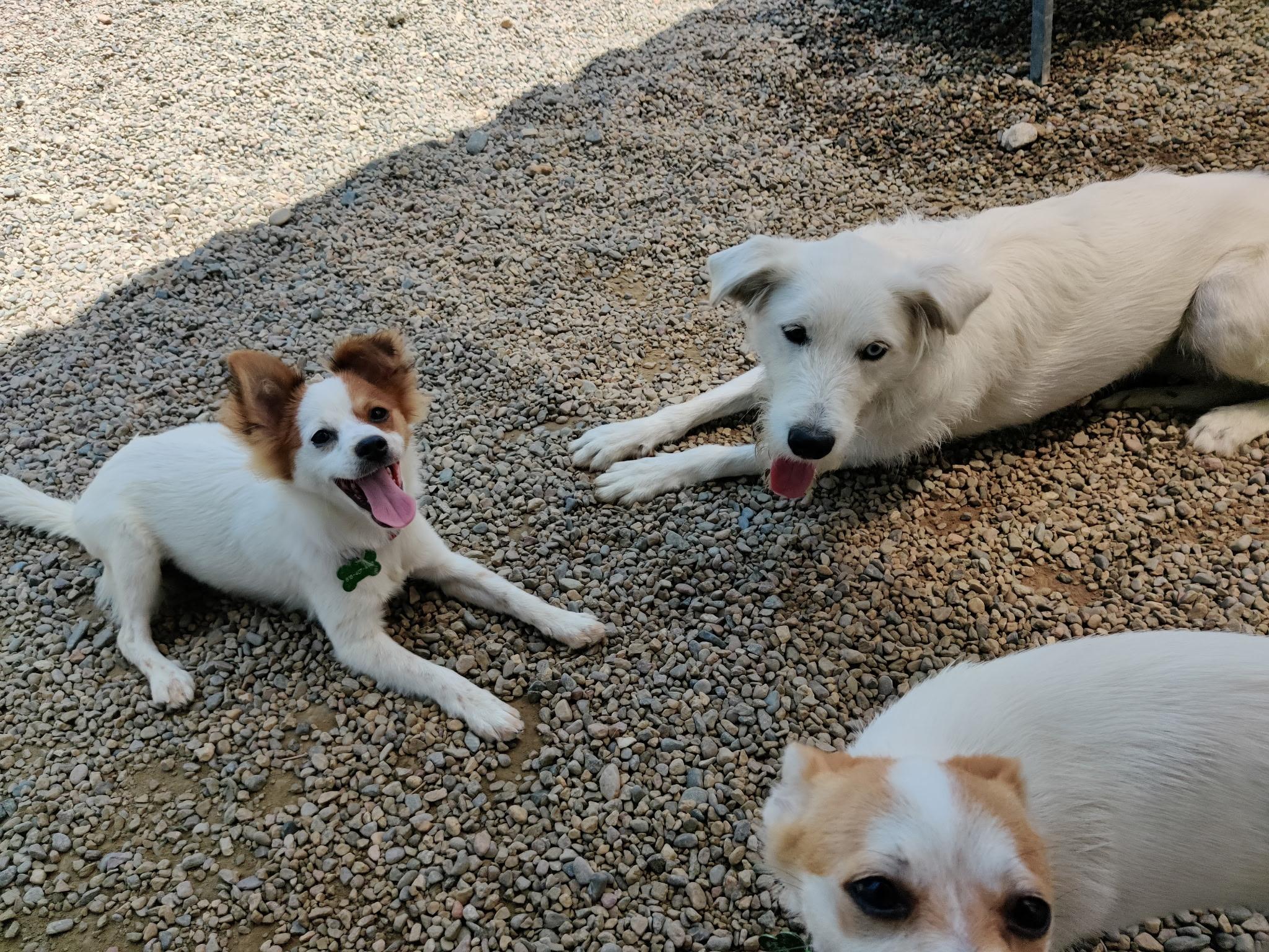 LILY, a Adoptable mixed breed in Pasadena, CA image 6/6