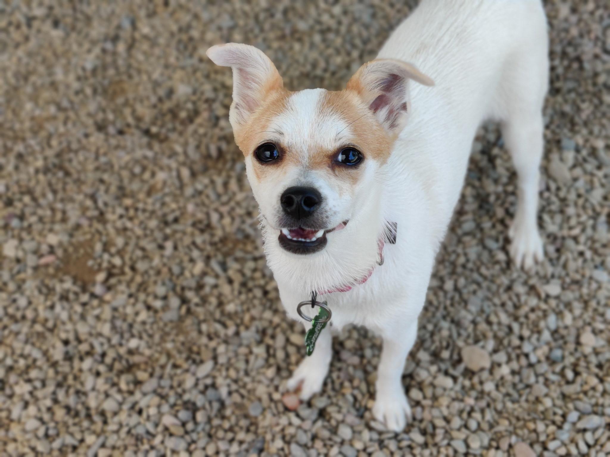 LILY, a Adoptable mixed breed in Pasadena, CA image 4/6