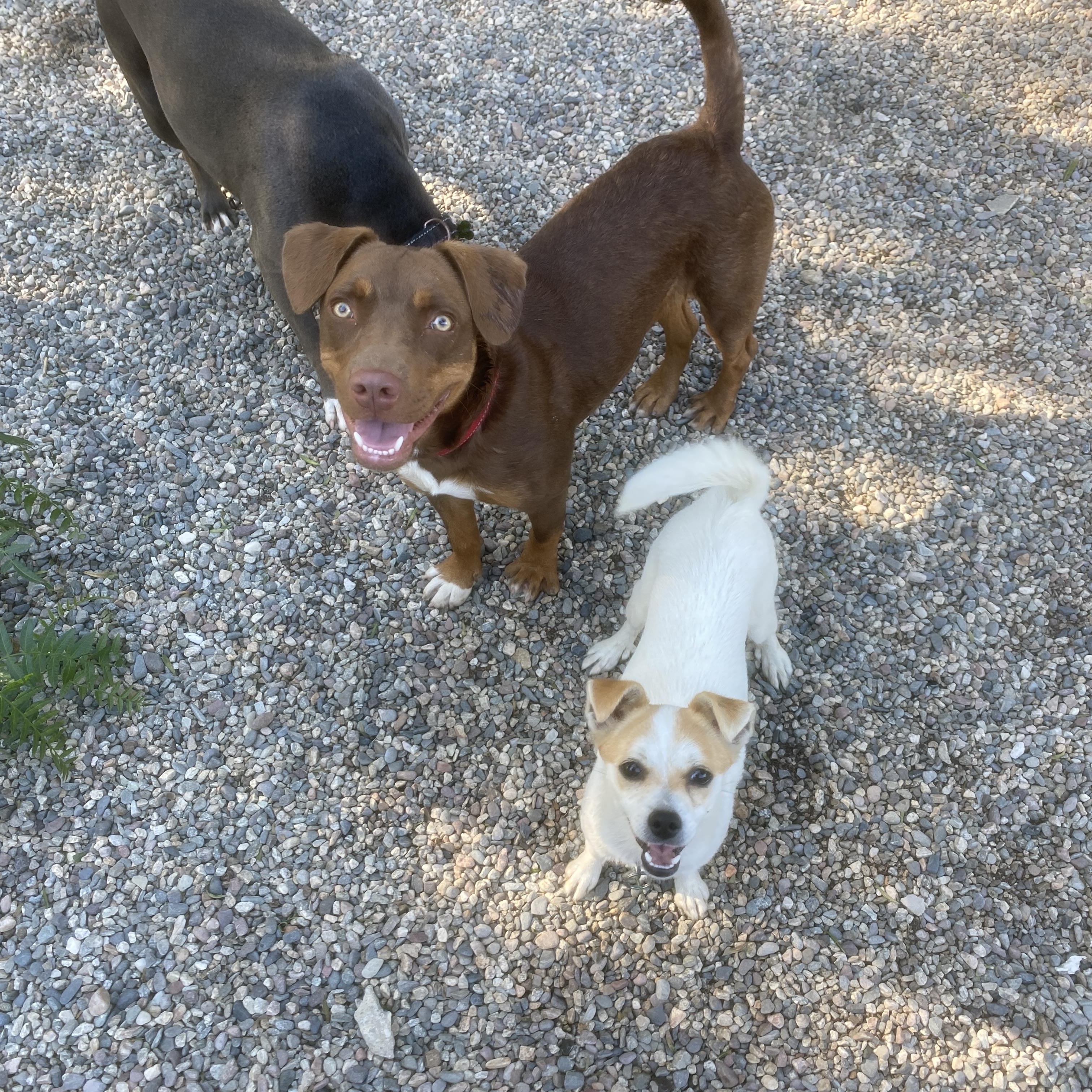 LILY, a Adoptable mixed breed in Pasadena, CA image 2/6