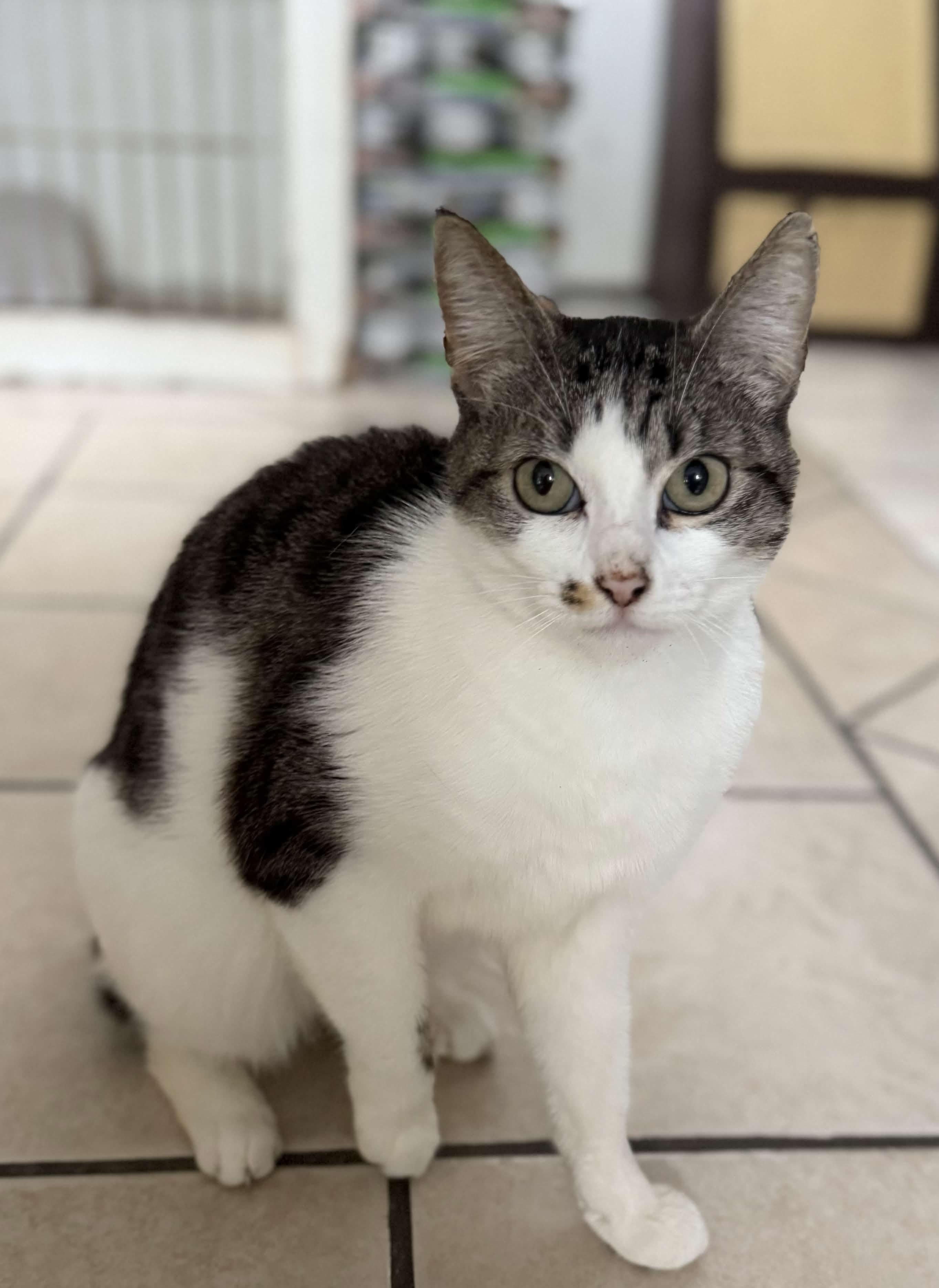 MARILYN, ADOPTABLE, Adult Female Domestic Short Hair.