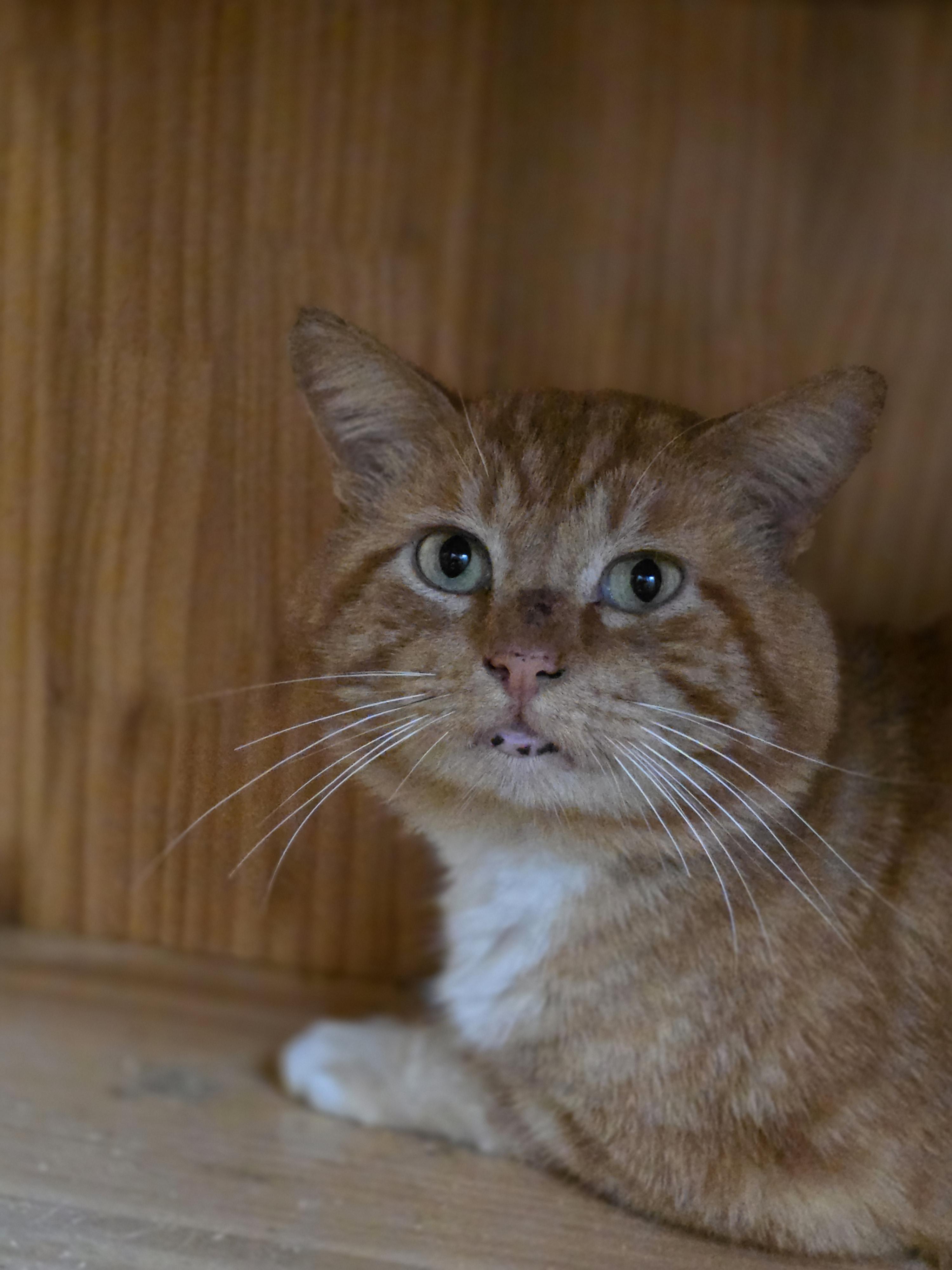 Georgie, Adoptable, Adult Male Domestic Short Hair.