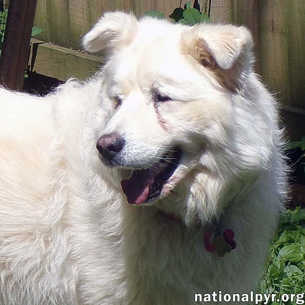 Clayton in TN - Super-Duper Playful Boy!