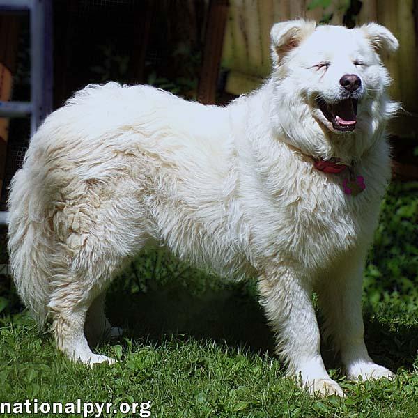 Clayton in TN - Super-Duper Playful Boy!, a Adoptable mixed breed image 3/4