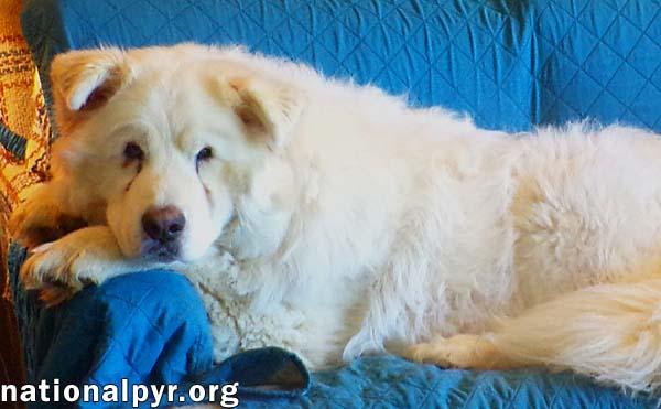 Clayton in TN - Super-Duper Playful Boy!, a Adoptable mixed breed image 4/4