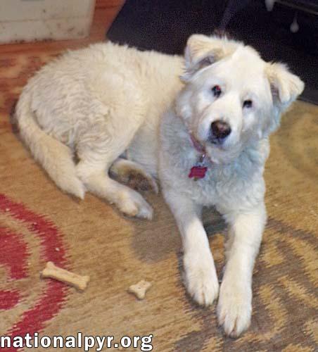 Clayton in TN - Super-Duper Playful Boy!, an adopted mixed breed in Bristol, TN image 4/4