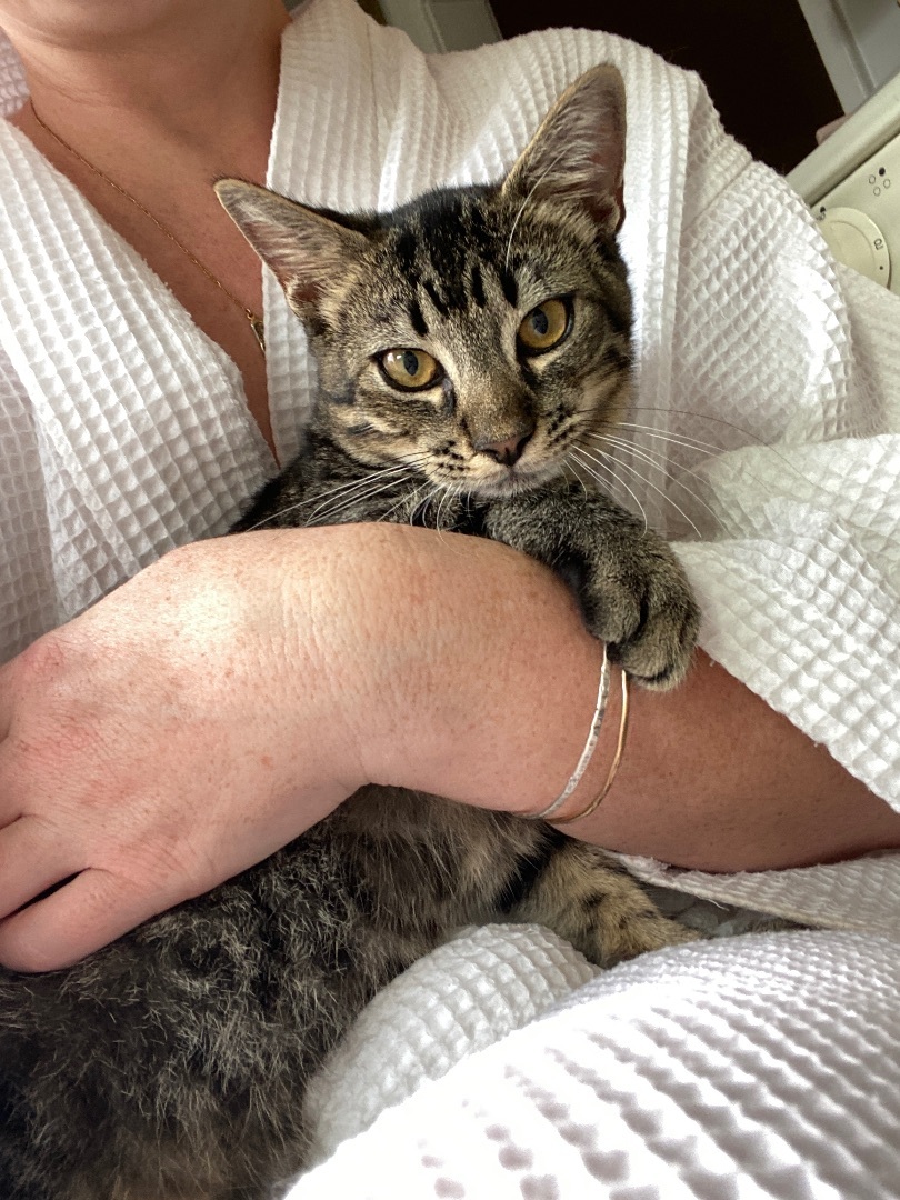 Enlarge Wolfie, a Adopted American Shorthair in Oceanside, CA image 1/6