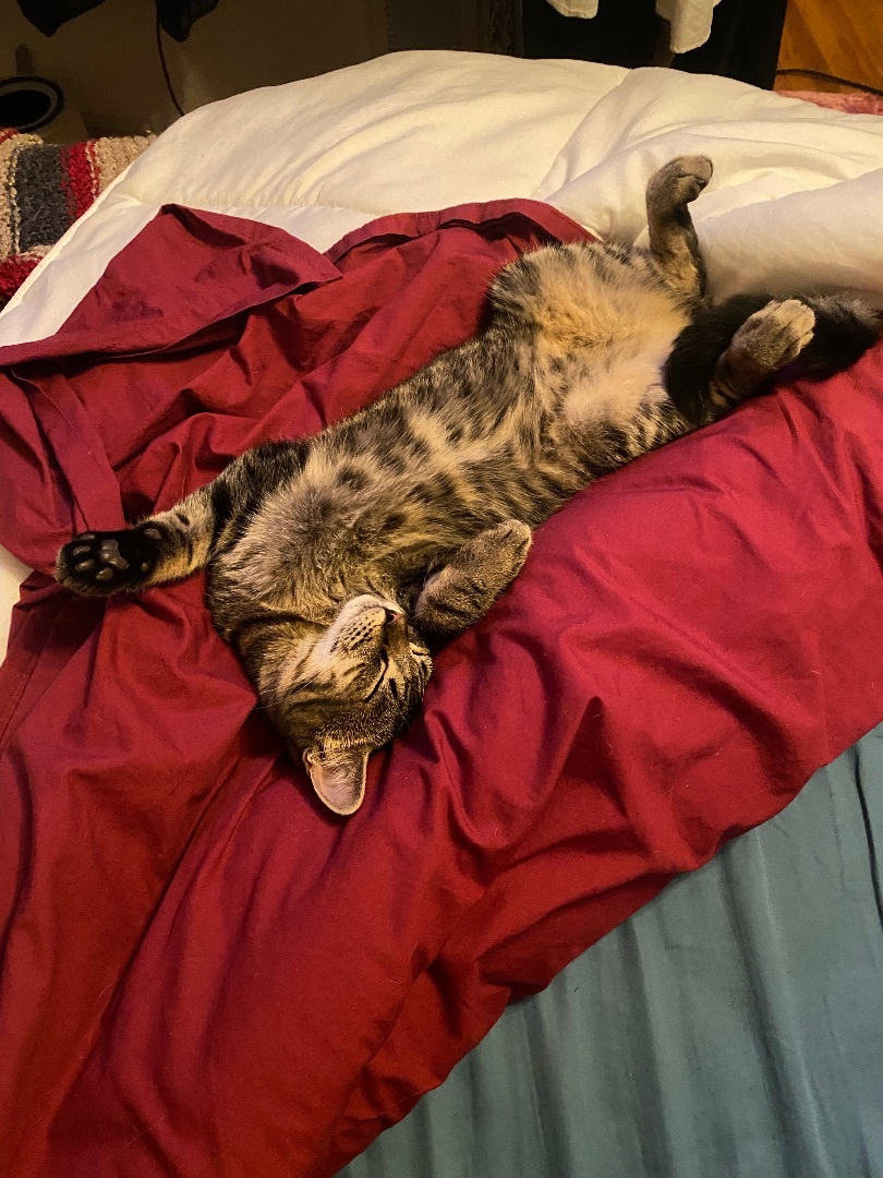 Enlarge Wolfie, a Adopted American Shorthair in Oceanside, CA image 2/6