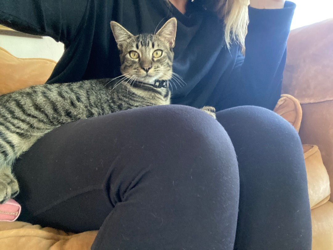 Enlarge Wolfie, a Adopted American Shorthair in Oceanside, CA image 3/6