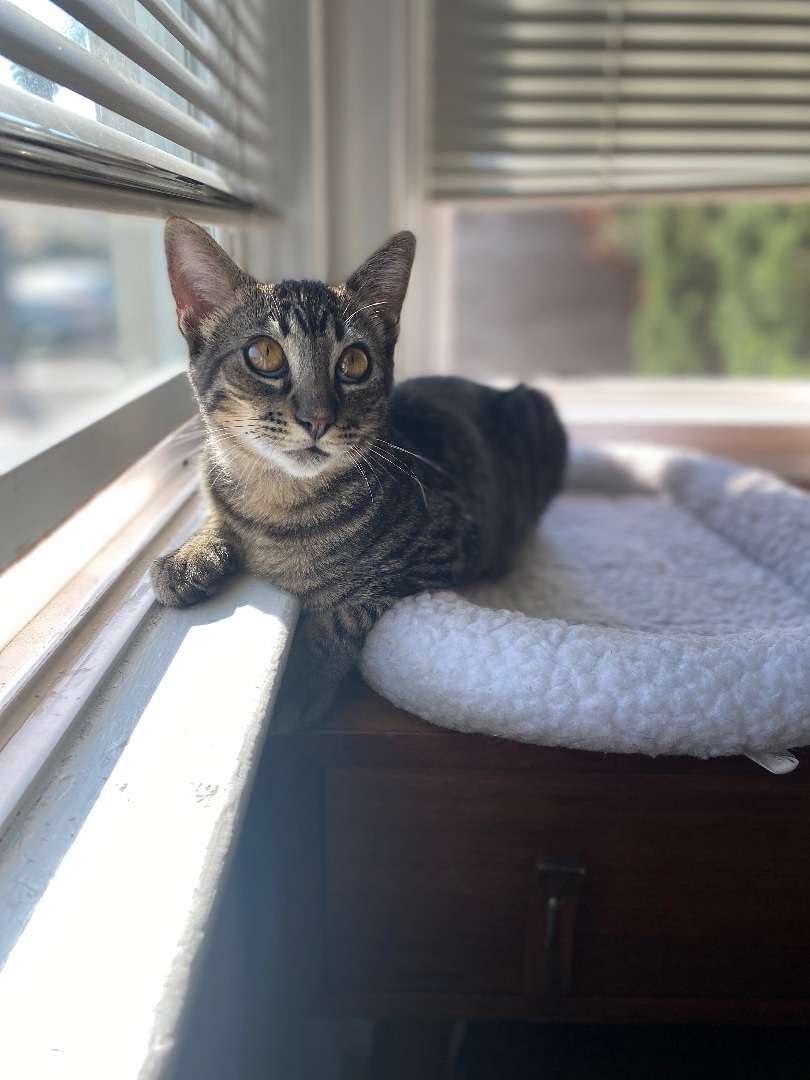 Enlarge Wolfie, a Adopted American Shorthair in Oceanside, CA image 4/6