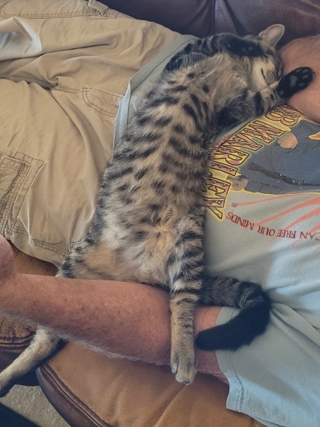 Enlarge Wolfie, a Adopted American Shorthair in Oceanside, CA image 5/6