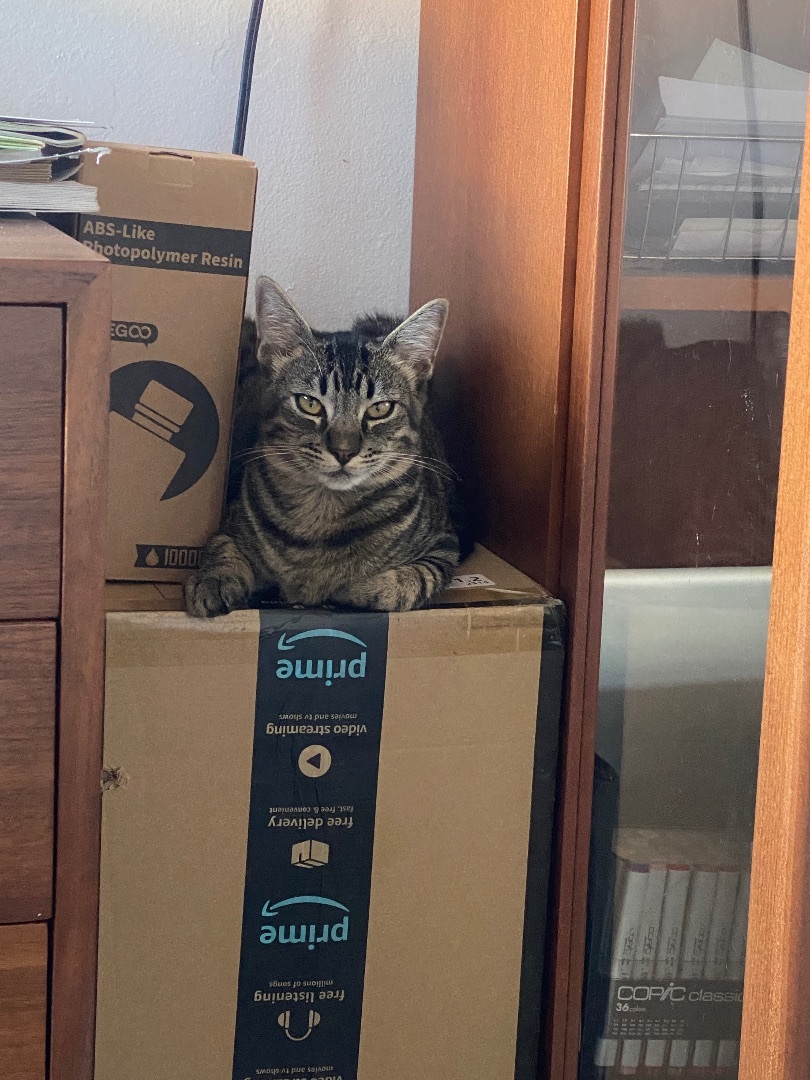 Enlarge Wolfie, a Adopted American Shorthair in Oceanside, CA image 6/6