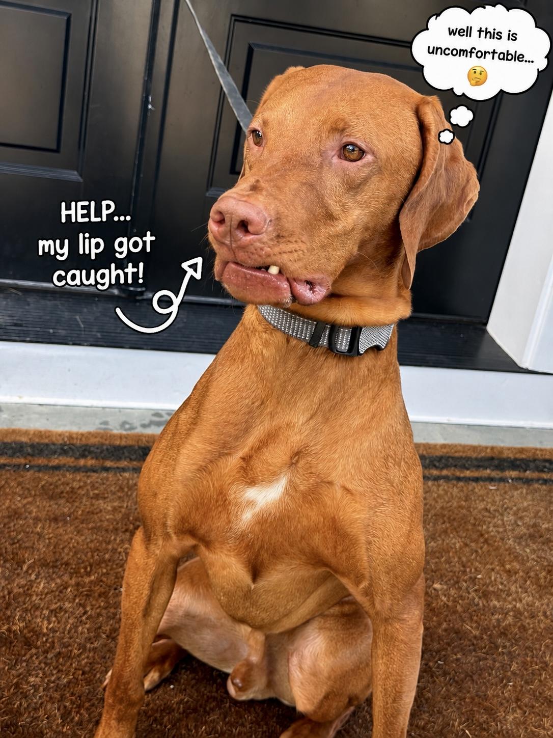 Blitz, a ADOPTABLE Vizsla in Mendham, NJ image 5/6