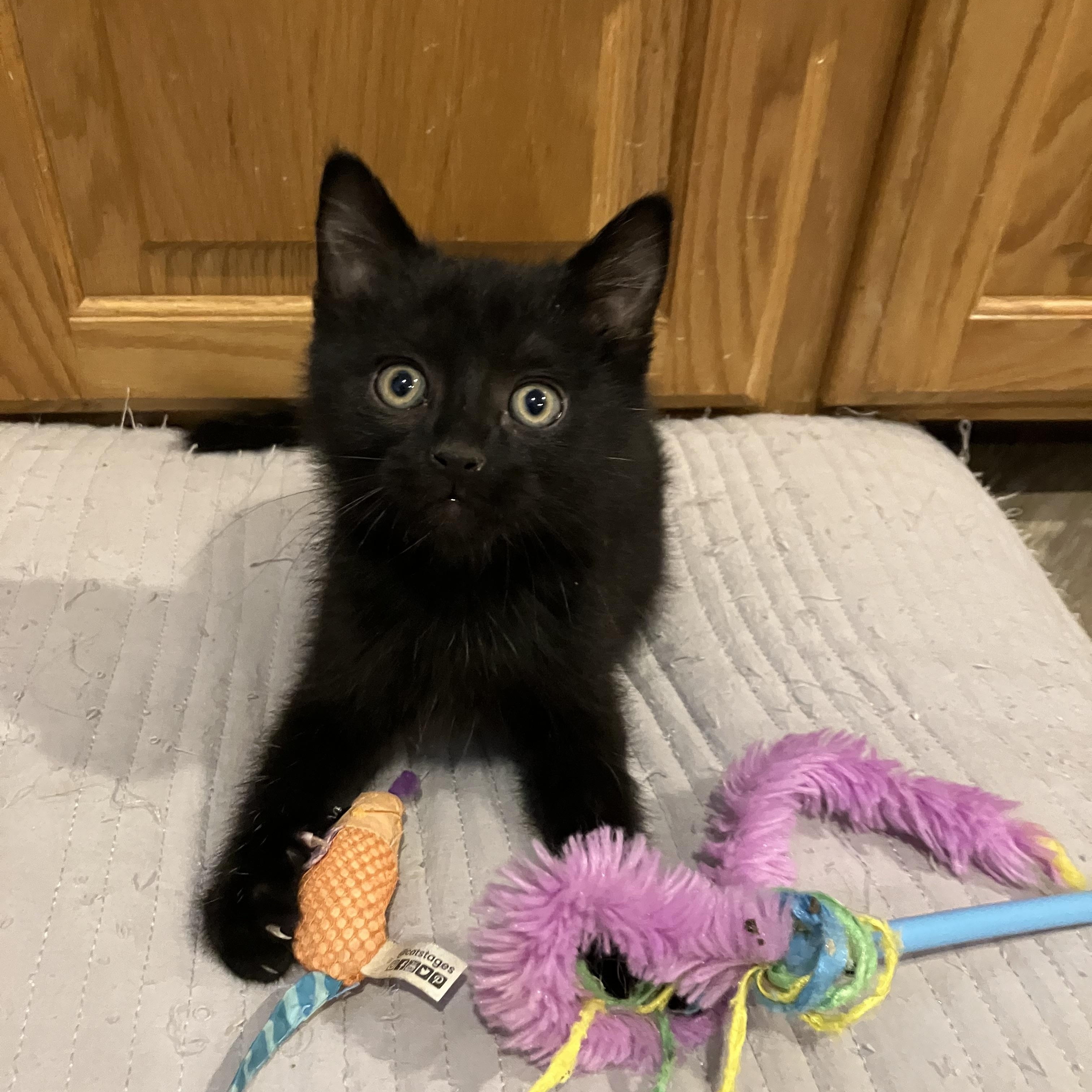 Onyx, adopted, Kitten Male Domestic Short Hair.