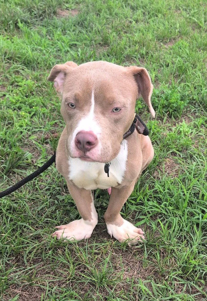 Toad, Adopted, Young Male Pit Bull Terrier.
