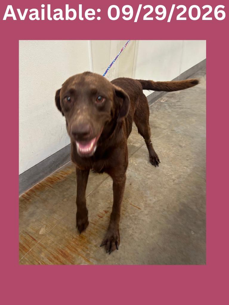 Dog Kennel #33, Adoptable, Senior Female Australian Shepherd & Mixed Breed.