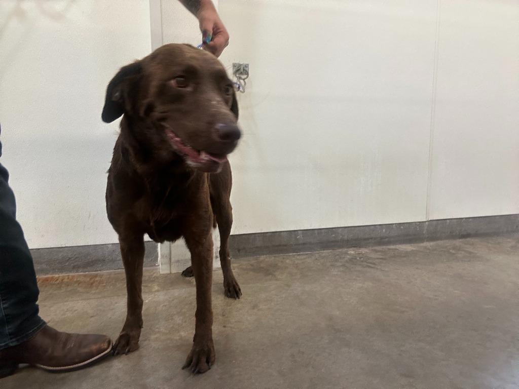 Enlarge Dog Kennel #33, a Adoptable mixed breed in Greenville, TX image 2/4