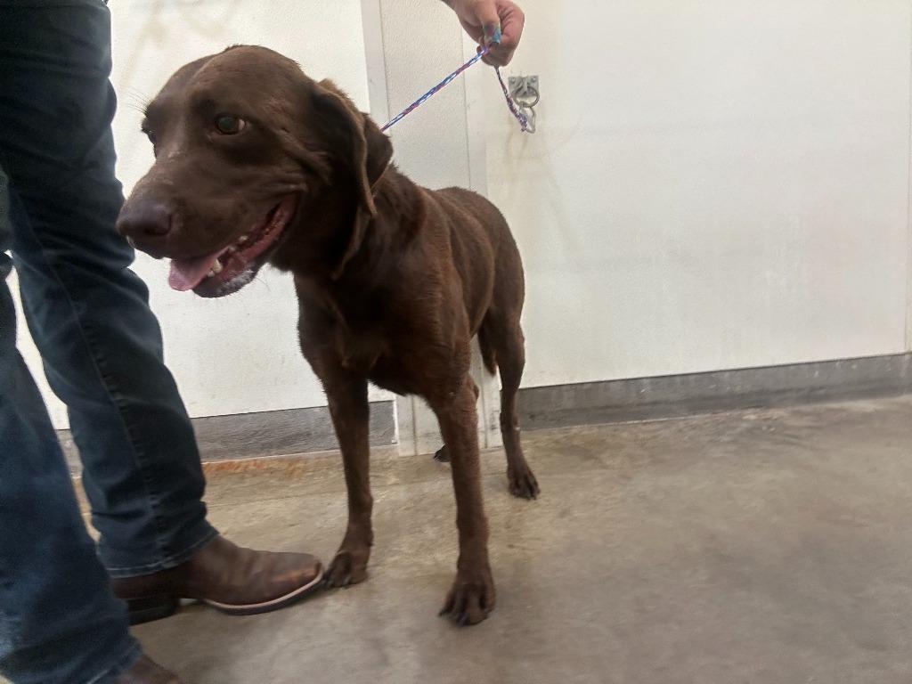 Enlarge Dog Kennel #33, a Adoptable mixed breed in Greenville, TX image 3/4