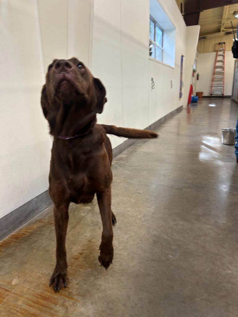 Enlarge Dog Kennel #33, a Adoptable mixed breed in Greenville, TX image 4/4