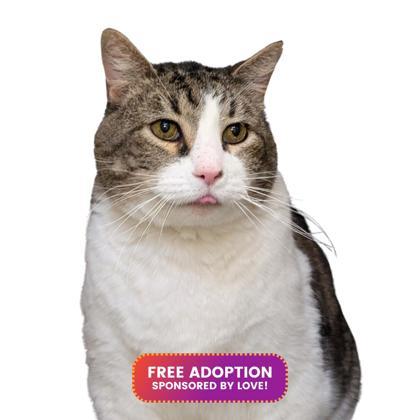 Eggnog, Adoptable, Senior Male Domestic Short Hair & Domestic Short Hair.