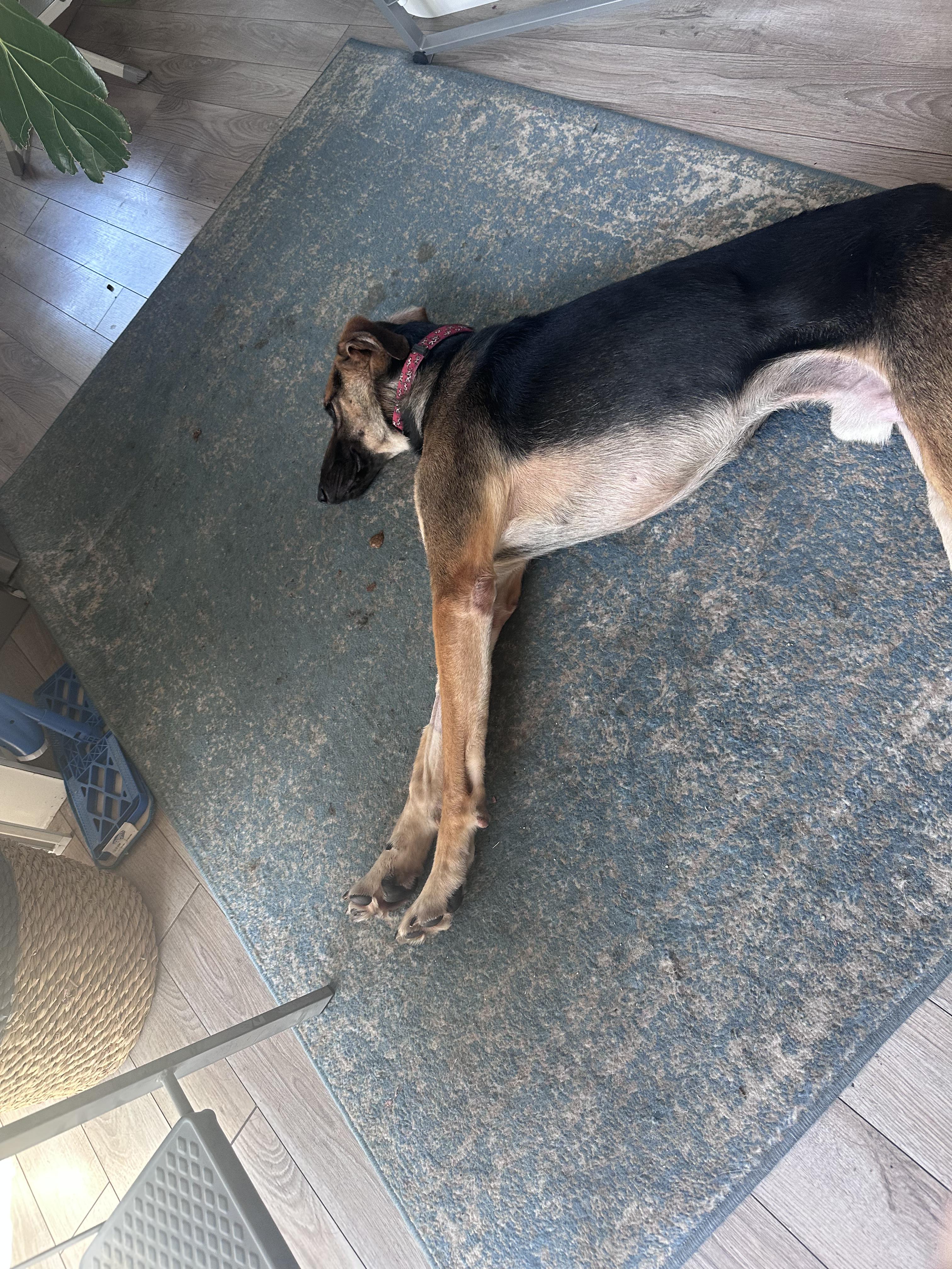 Donovan, a Adoptable German Shepherd Dog in Oakland, CA image 3/3