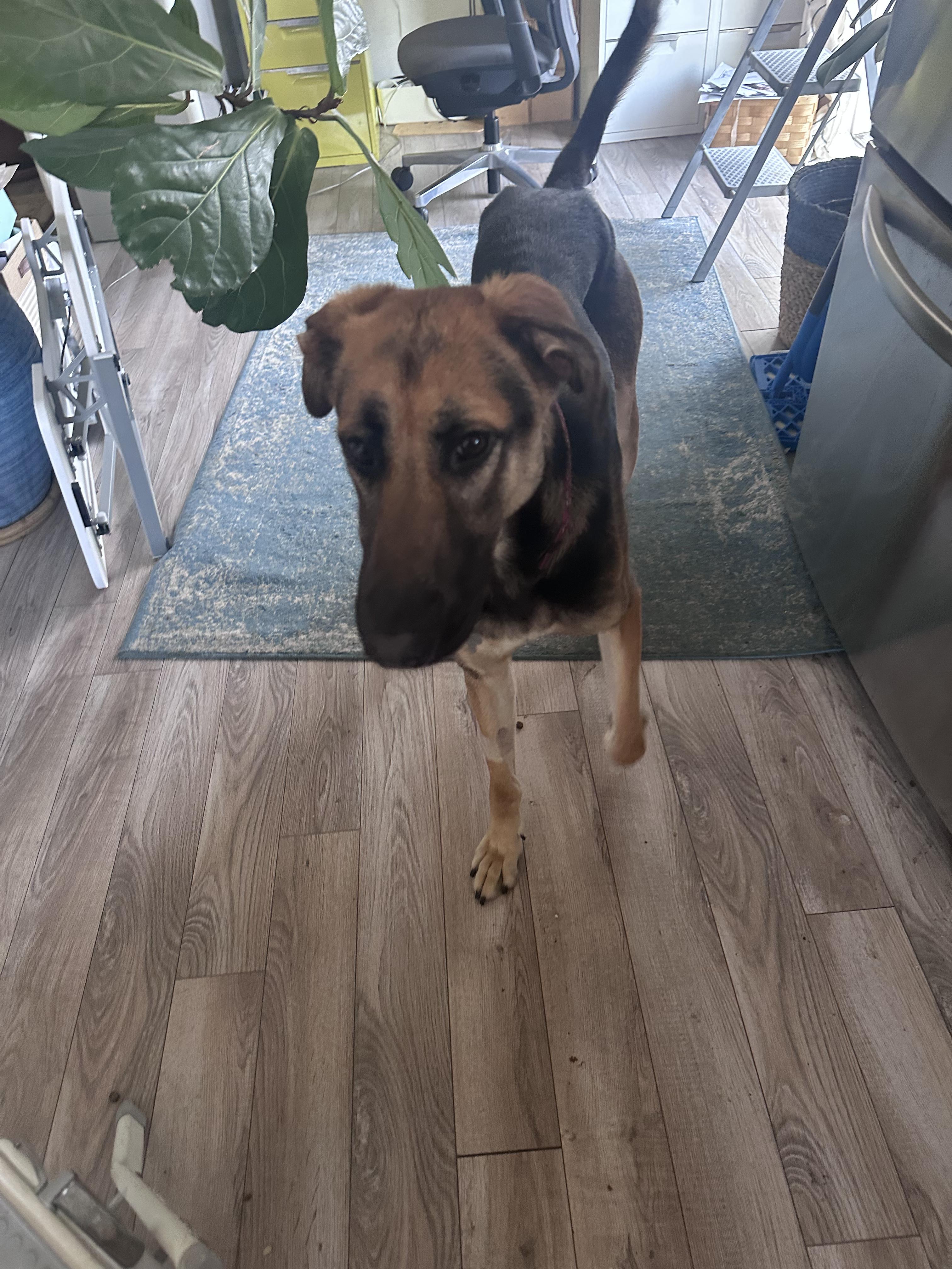 Donovan, Adoptable, Young Male German Shepherd Dog.