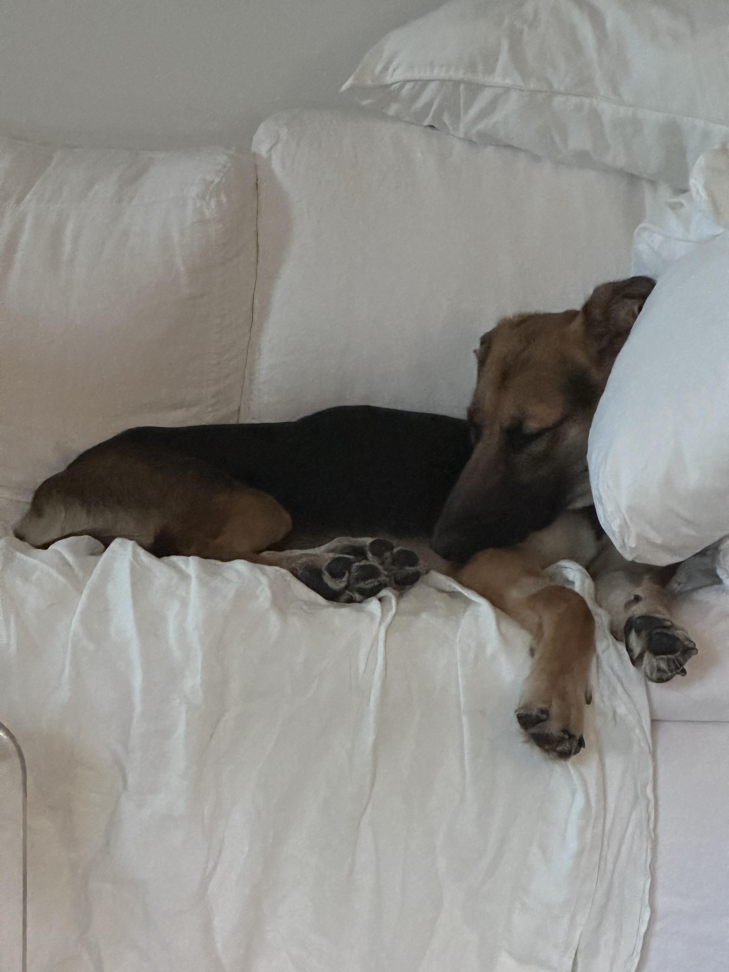 Donovan, a Adoptable German Shepherd Dog in Oakland, CA image 2/3