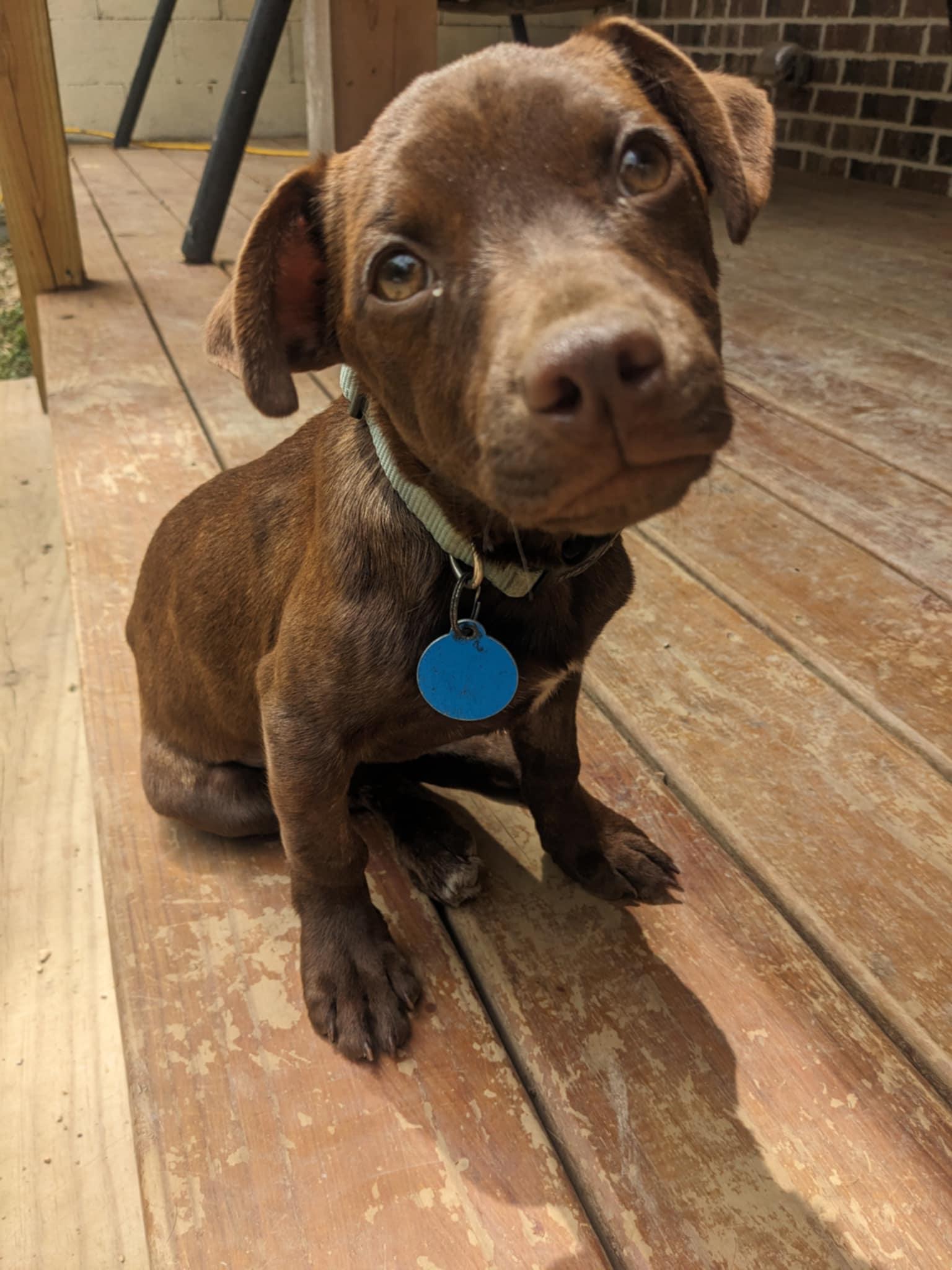 Tugger, a Adopted mixed breed in Dowelltown, TN image 1/2