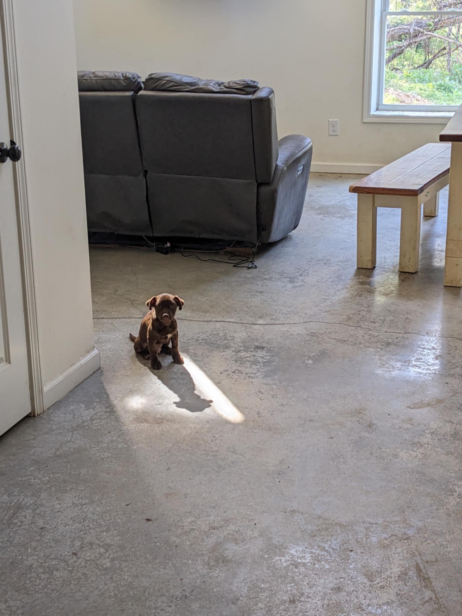 Tugger, a Adopted mixed breed in Dowelltown, TN image 2/2