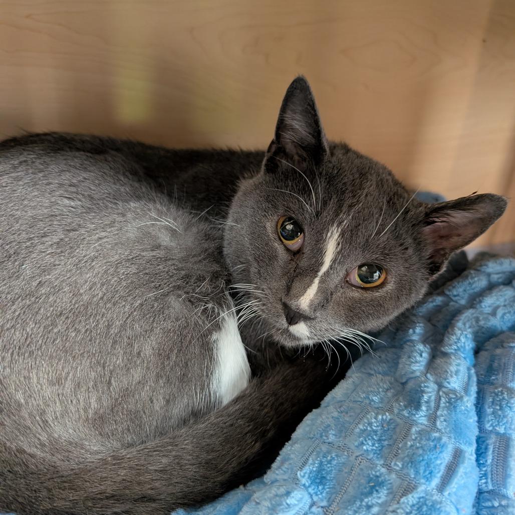 Eddi, Adoptable, Adult Female Domestic Short Hair.