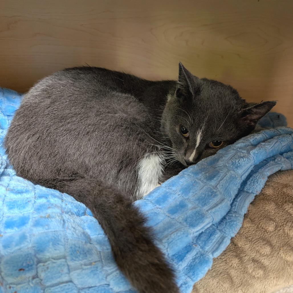 Enlarge Eddi, a Adoptable Domestic Short Hair in Brookfield, WI image 2/3