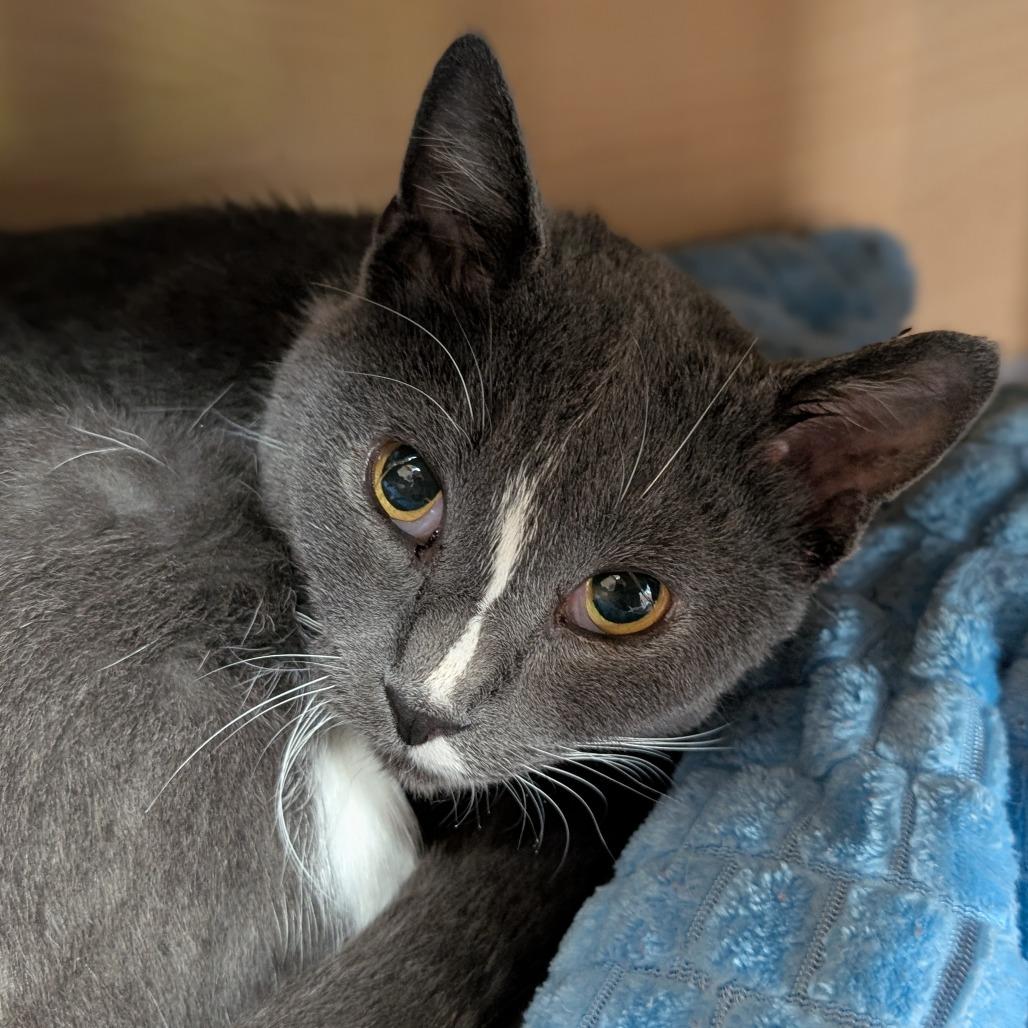 Enlarge Eddi, a Adoptable Domestic Short Hair in Brookfield, WI image 3/3