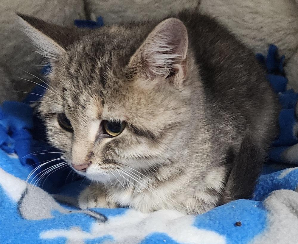 Gully, Adoptable, Kitten Female Domestic Short Hair.