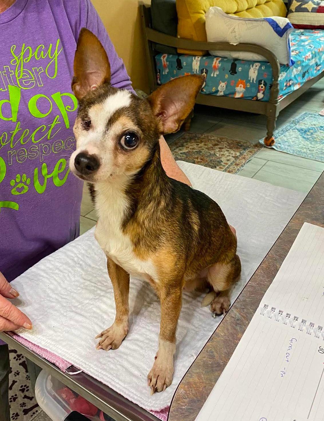 Enlarge Muggs (NOT YET AVAILABLE), a Adoptable Chihuahua in Benton, LA image 1/1