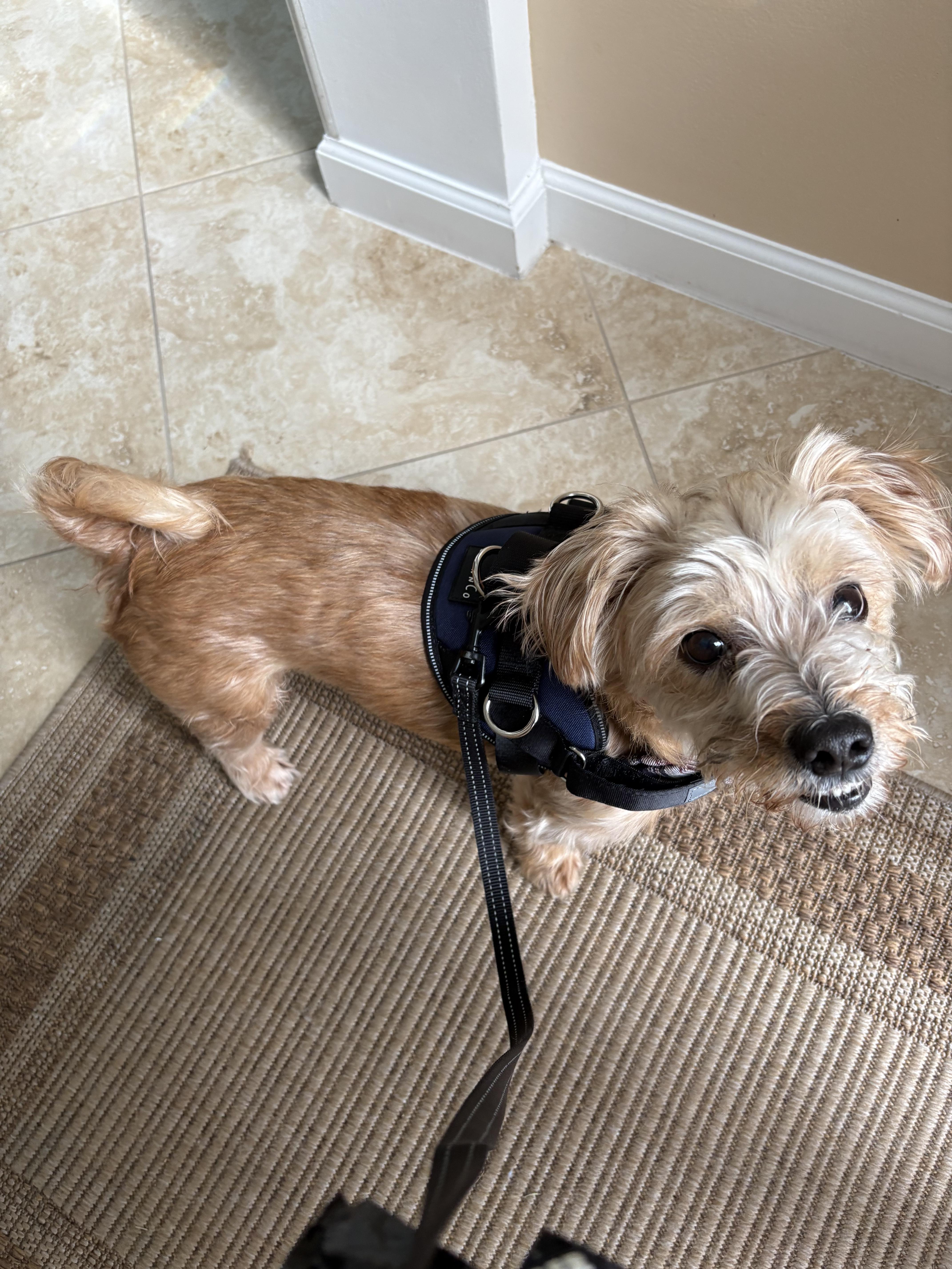 Benji, a Adopted Yorkie Poo in Fort Pierce, FL image 1/2