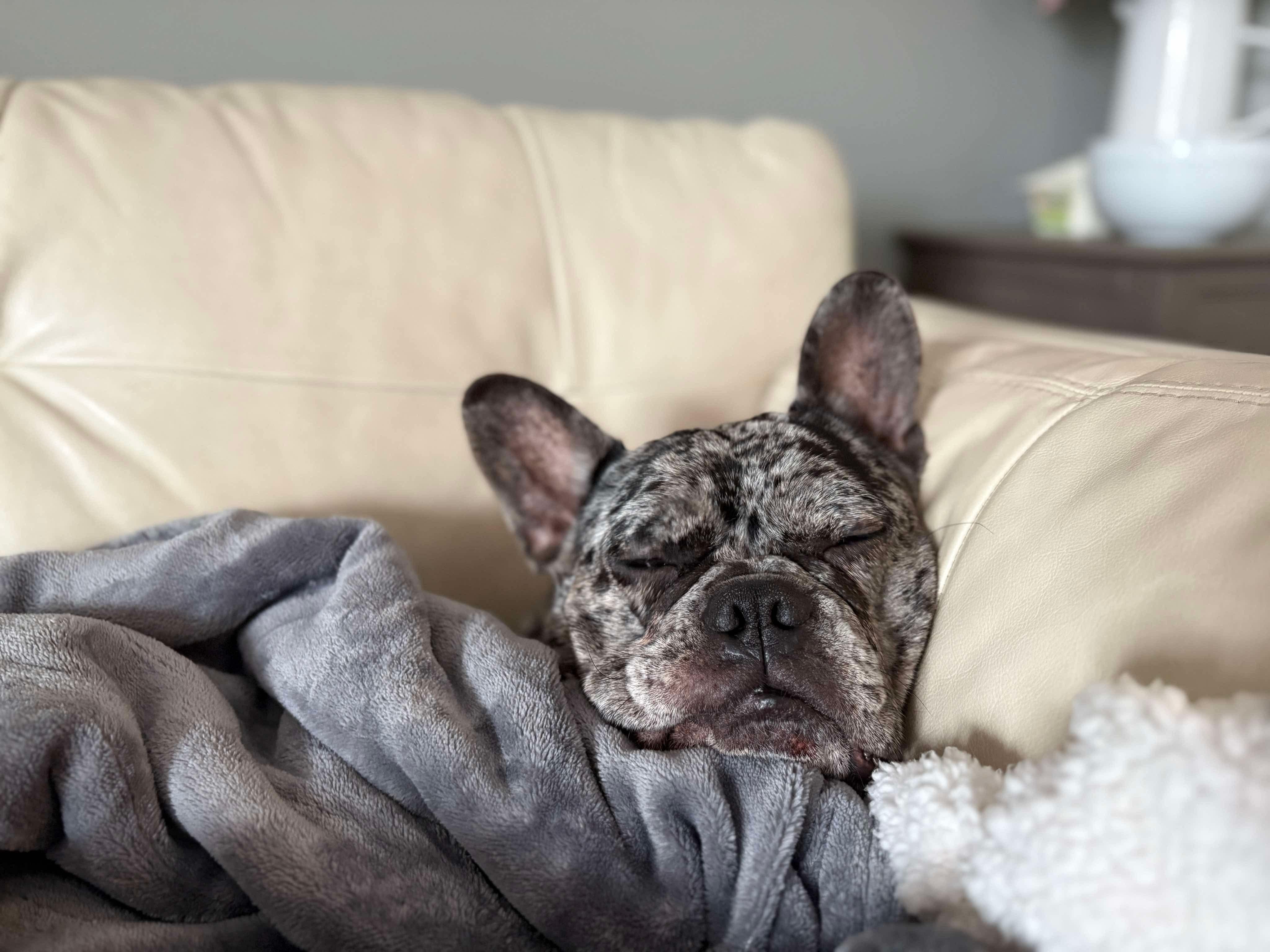 Cookie, a ADOPTABLE French Bulldog in Rochester , NY image 3/6
