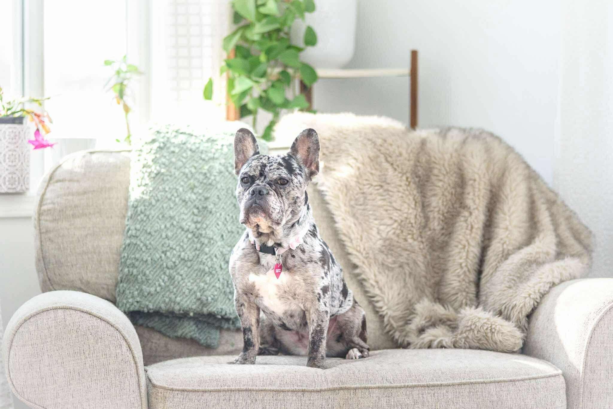 Cookie, a ADOPTABLE French Bulldog in Rochester , NY image 4/6